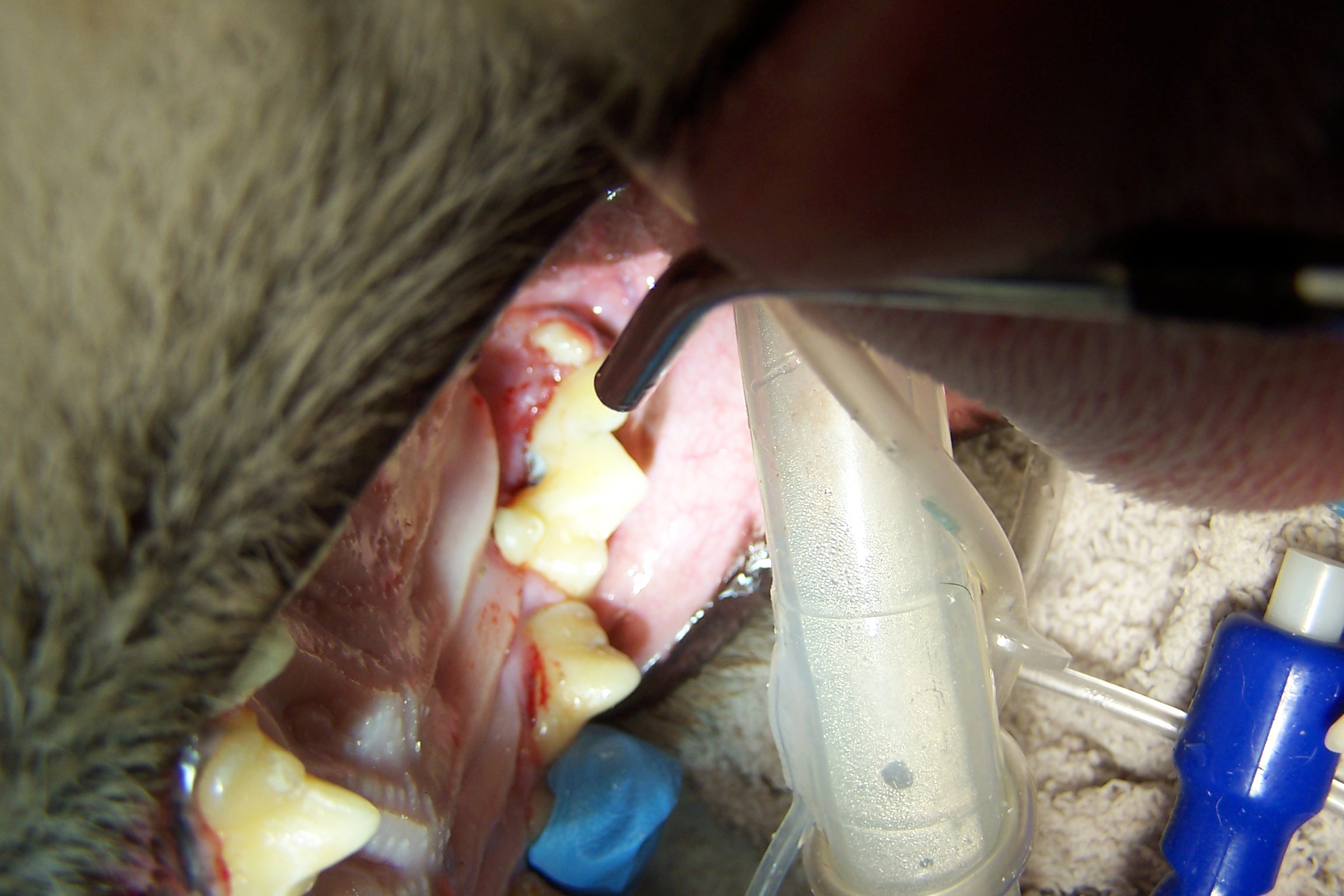 Dr. John Scheels - Exotic Animal Dentistry